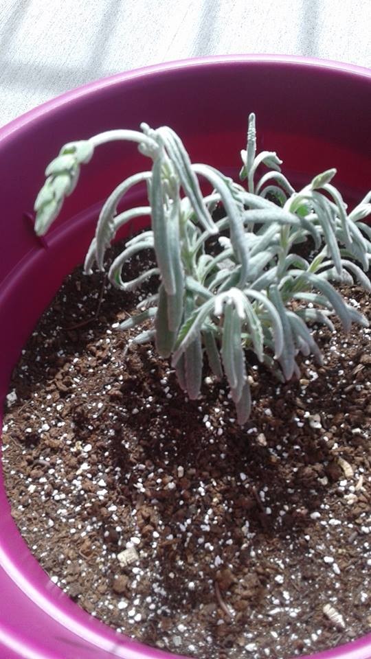 First time gardener, and my new lavender plant is drooping?