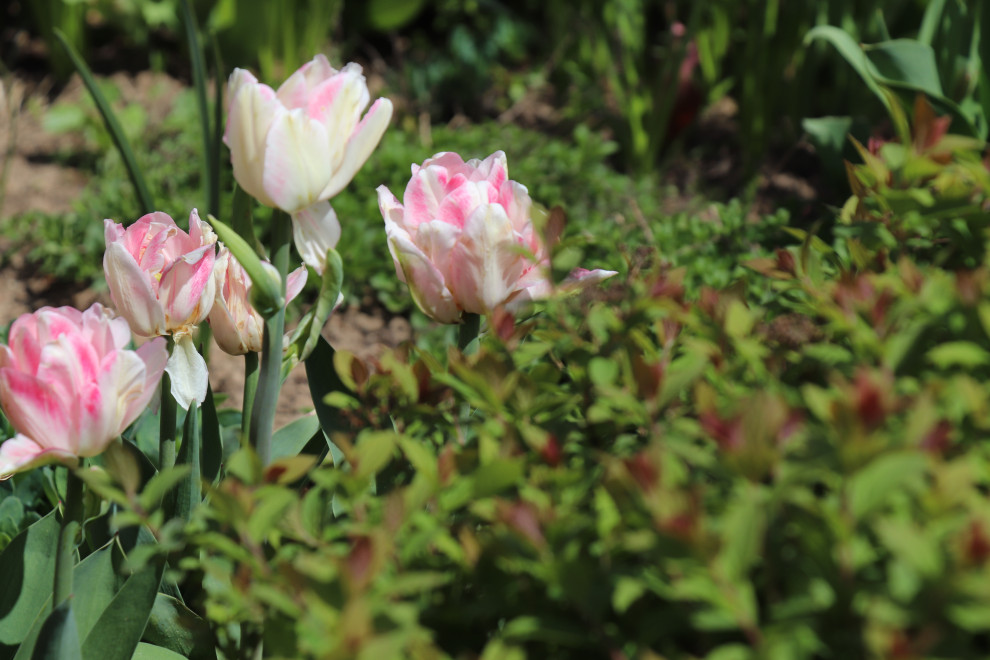 Весна 2020 Сосновые берега