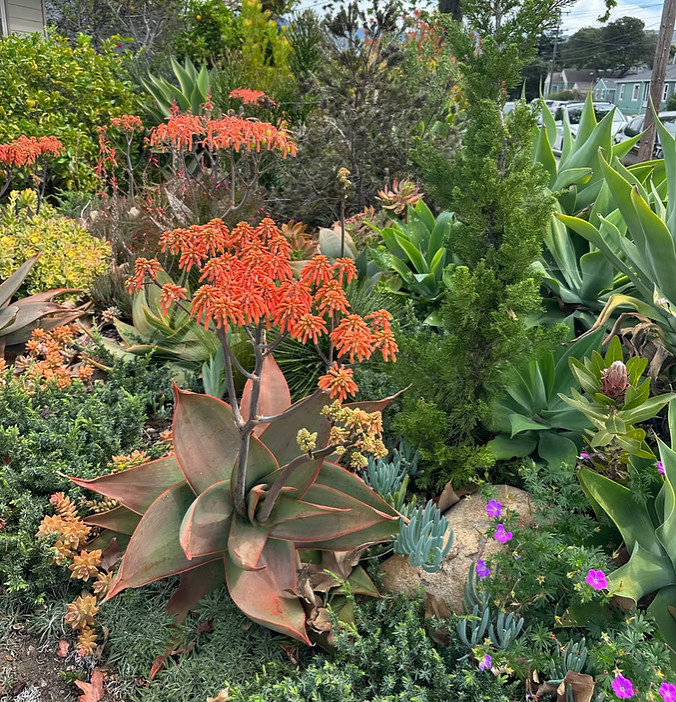 Plants