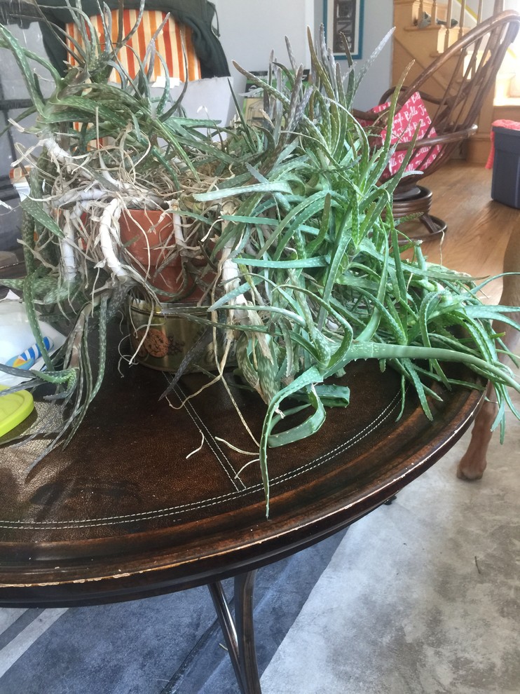 How to bring an aloe back to life