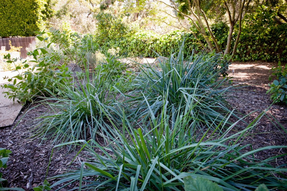 Inspiration for a shade landscaping in Los Angeles.