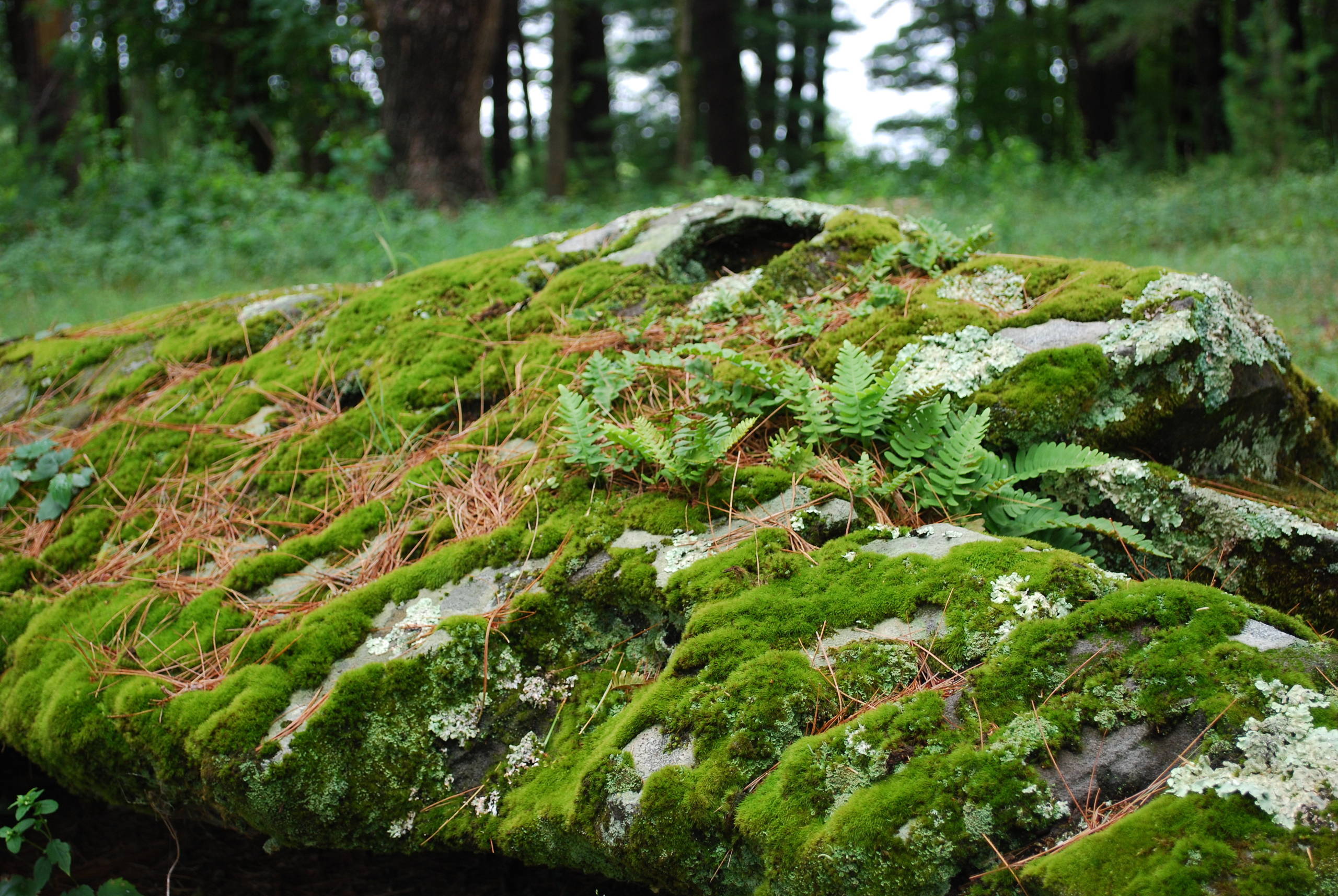 Boulder planted with ferns and moss.