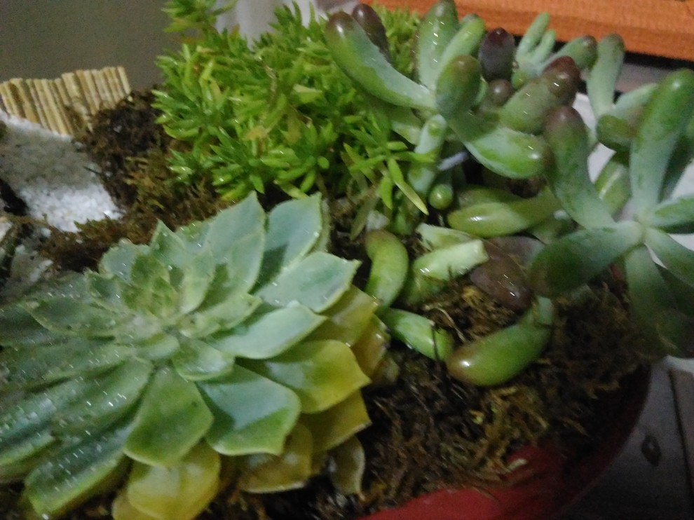 HELP! my Echeveria secunda's bottom leaves are yellow and soft | Houzz Forum