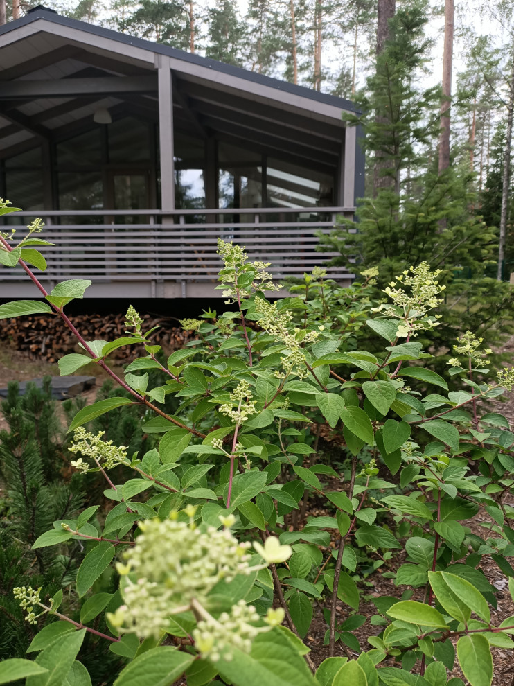 Участок в сосновом лесу, 2020