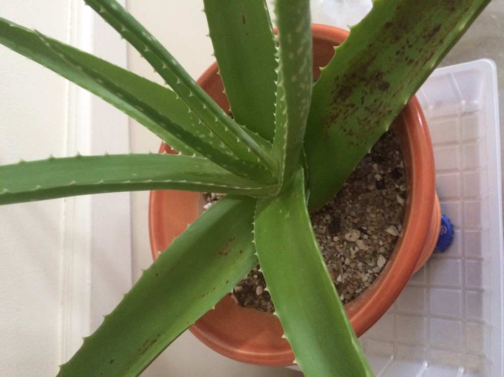 Aloe with brown spots