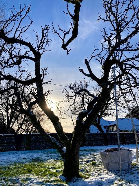 Arboriculture