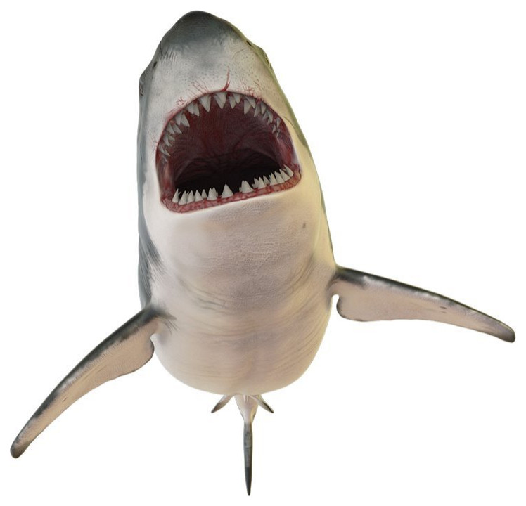 Slick Woody's 60" Shark Teeth Vinyl Underwater Pool Mat Tattoo in Gray