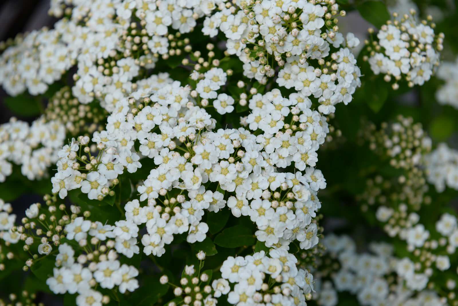 Новогорск 2021