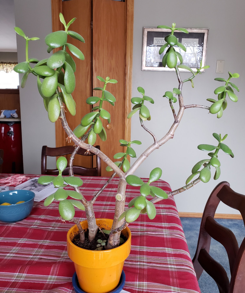 Pruning a Jade Plant | Houzz Forum