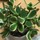 Last commented by o0extrarice0o
