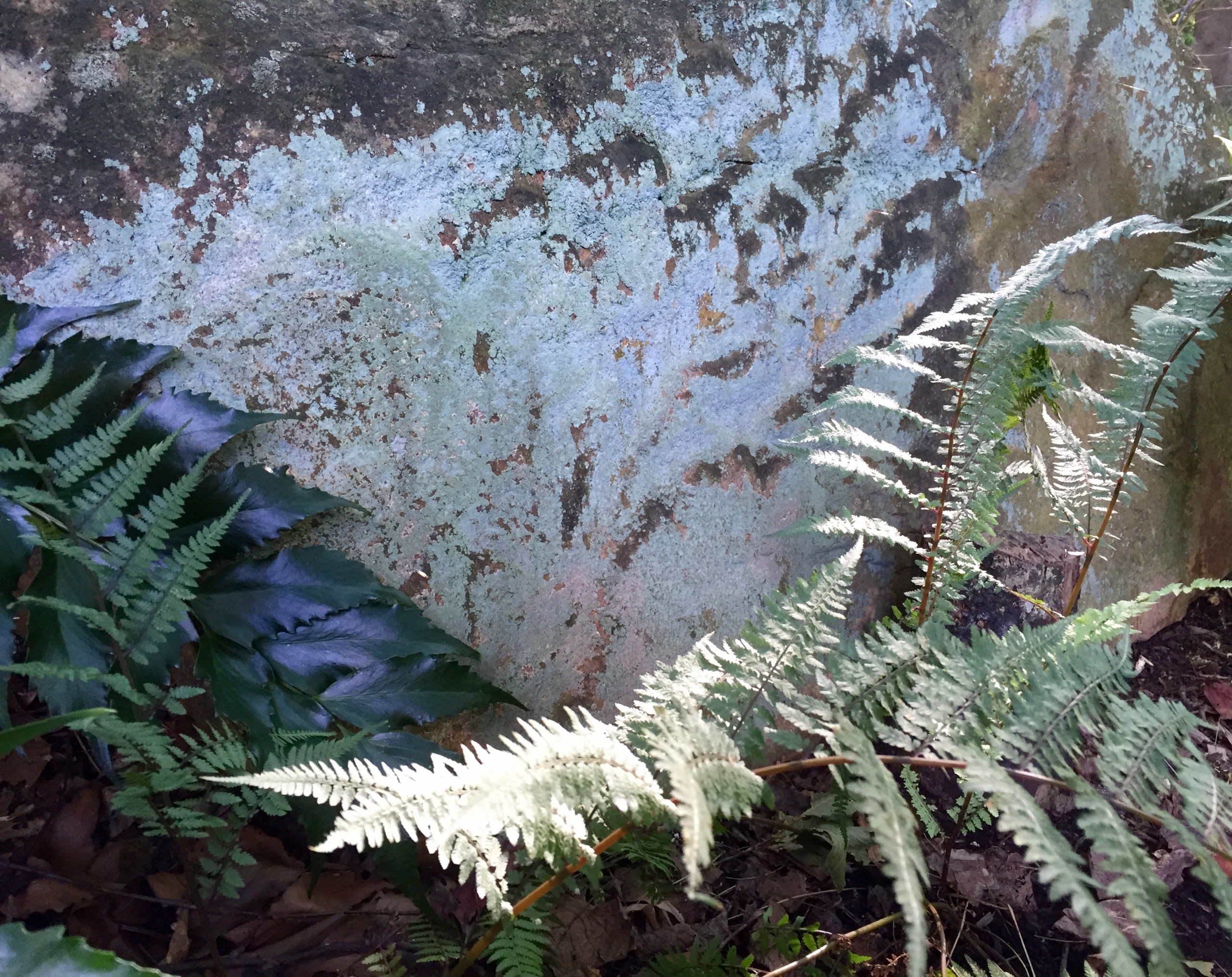 Ghost fern and lichens