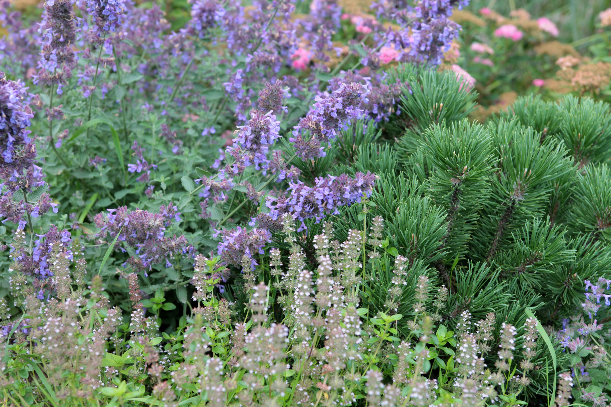 Проект "Волга"