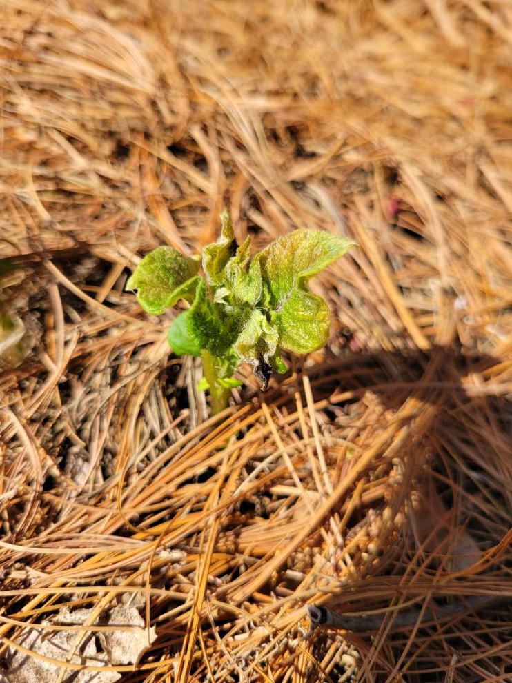 Potato mold, disease or fungus?