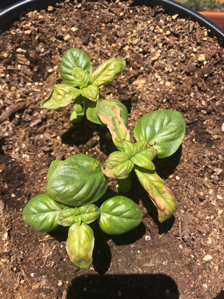 Help needed with my basil plant