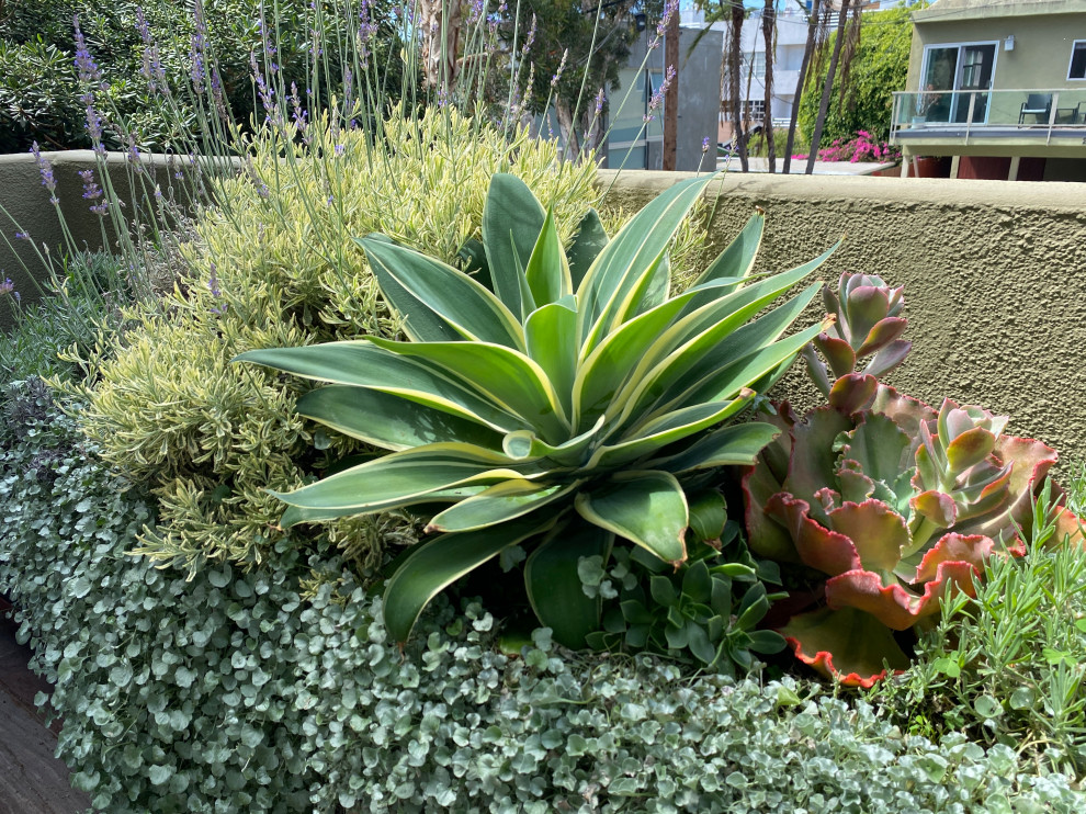 Santa Monica Succulents