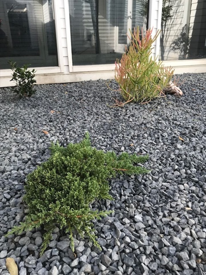 Meyerland Zen garden with deck