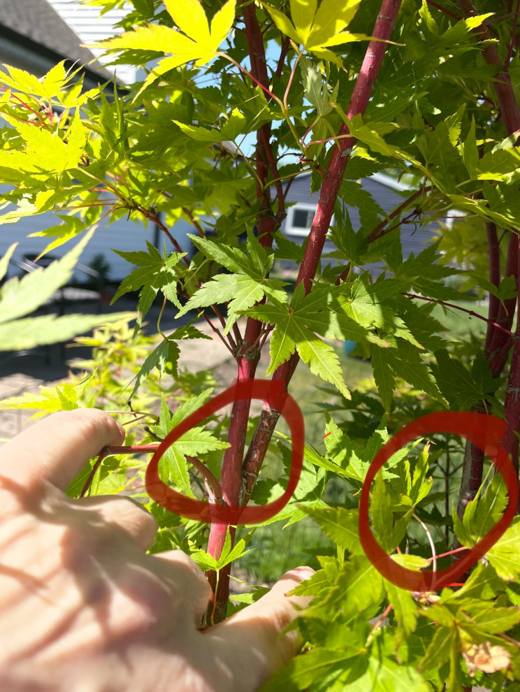 prune Japanese maple?