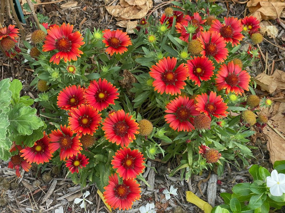 Dividing Gaillardia blanket flowers in the fall