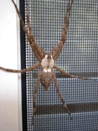 spiders that live in alabama