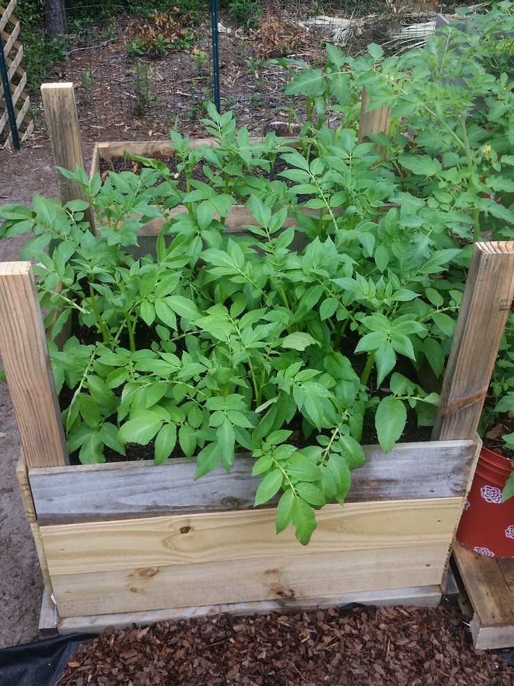 Are my potato plants too tall. How do I fix? : r/vegetablegardening