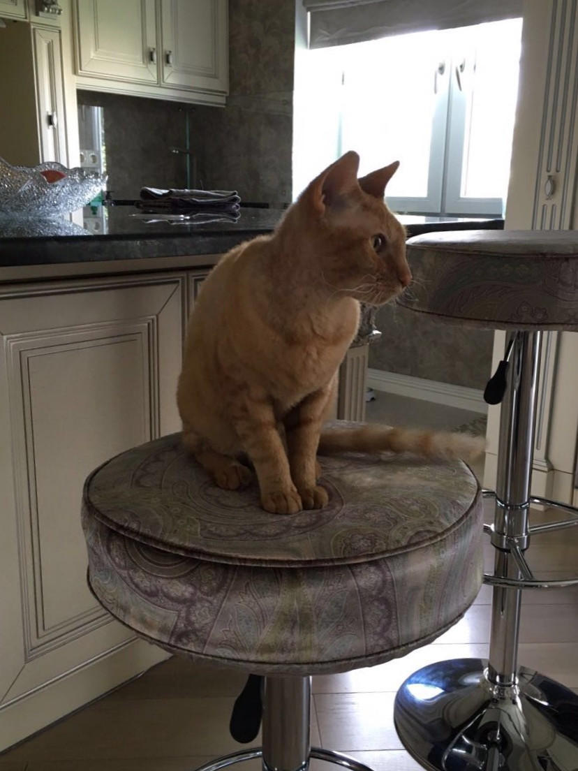 Чехлы для барных стульев из ткани ETRO