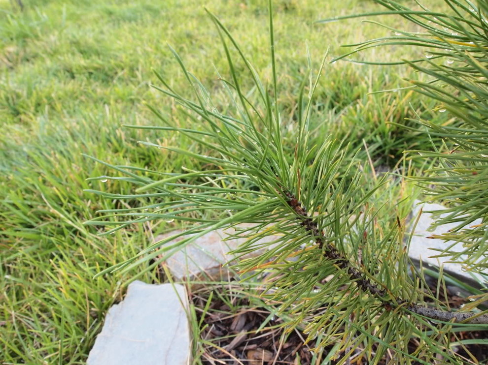 pine needle length and growing conditions