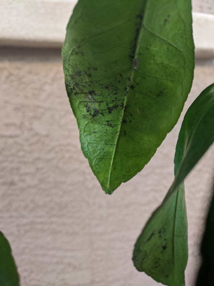 What is this infection on my grapefruit tree?