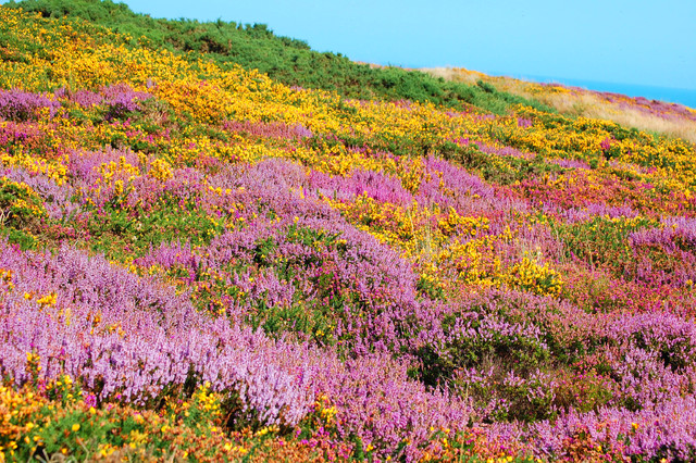 Bunch of Purple Scotch Heather Calluna Vulgaris, Erica, Ling Bush