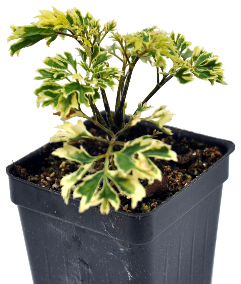 Aralia Parsley Gold Variegated Plants by Miniature Gardening