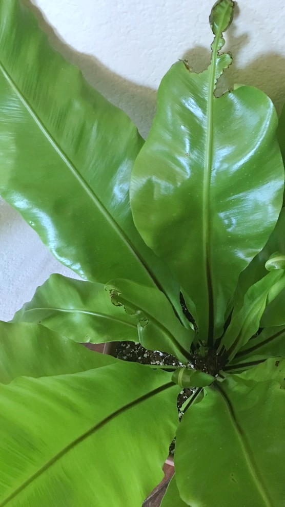 hawaiian pothos for sale Giant Hawaiian Pothos  Green Plants Boutique