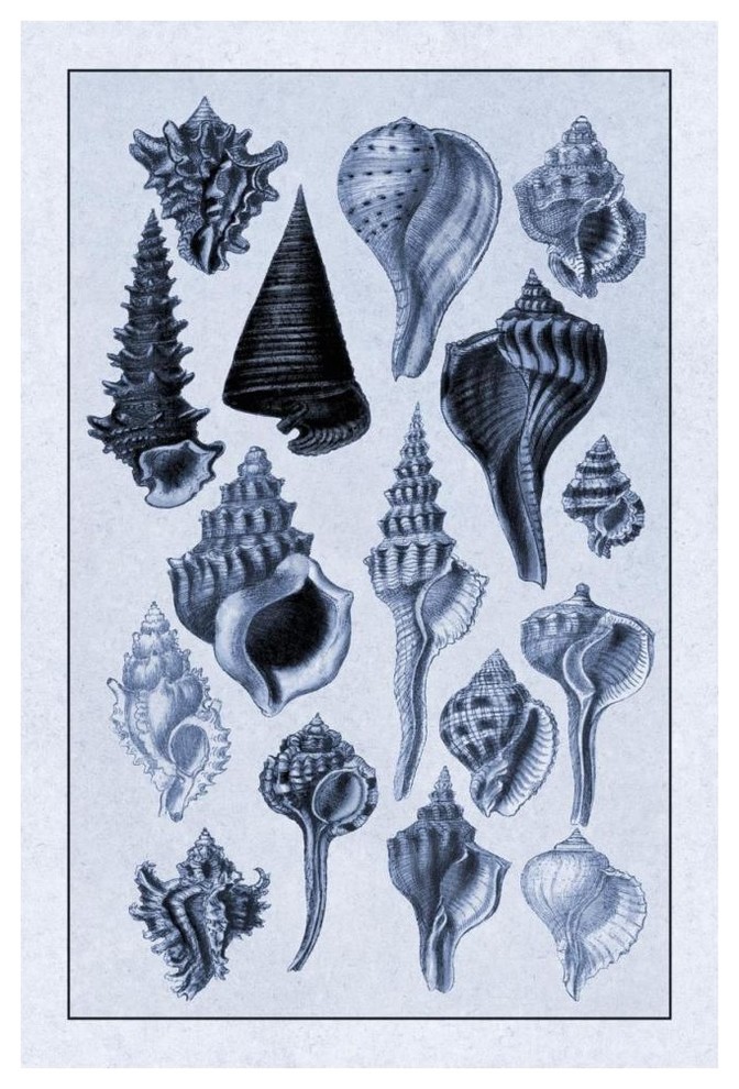"Shells: Trachelipoda #4 (Blue)" Digital Paper Print by G.B. Sowerby, 42"x62"