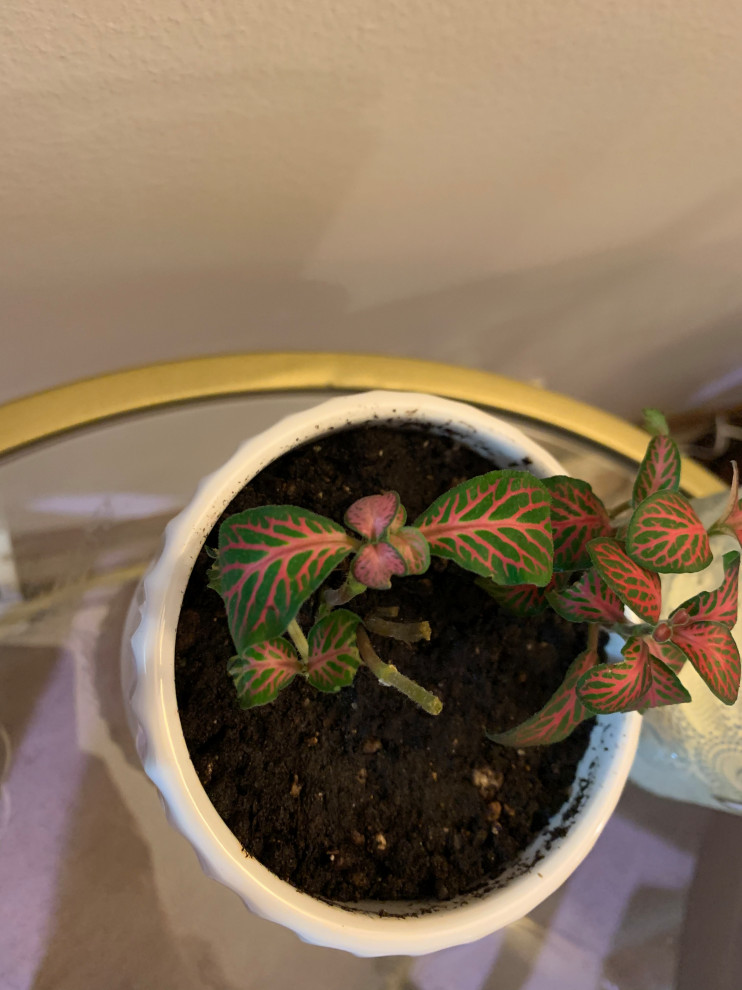 Why is my fittonia suddenly declining?
