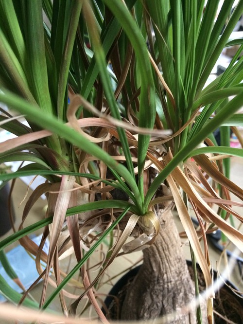 Ponytail Palm brown leaves