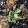 tamela_star