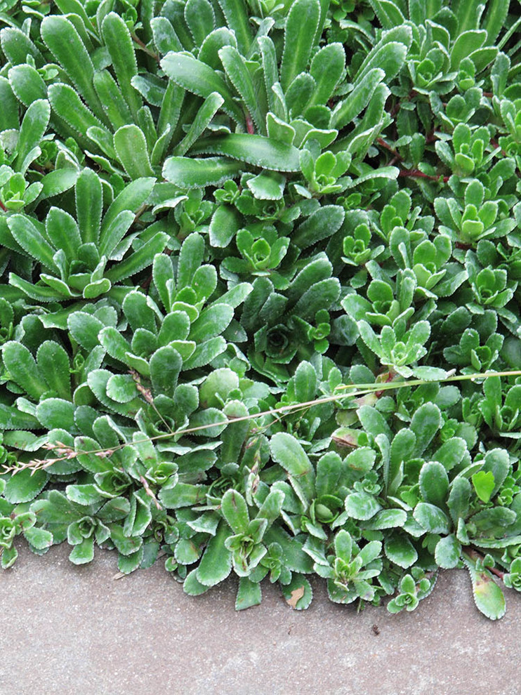 Сад с ручьем В Новогорске 2009 г