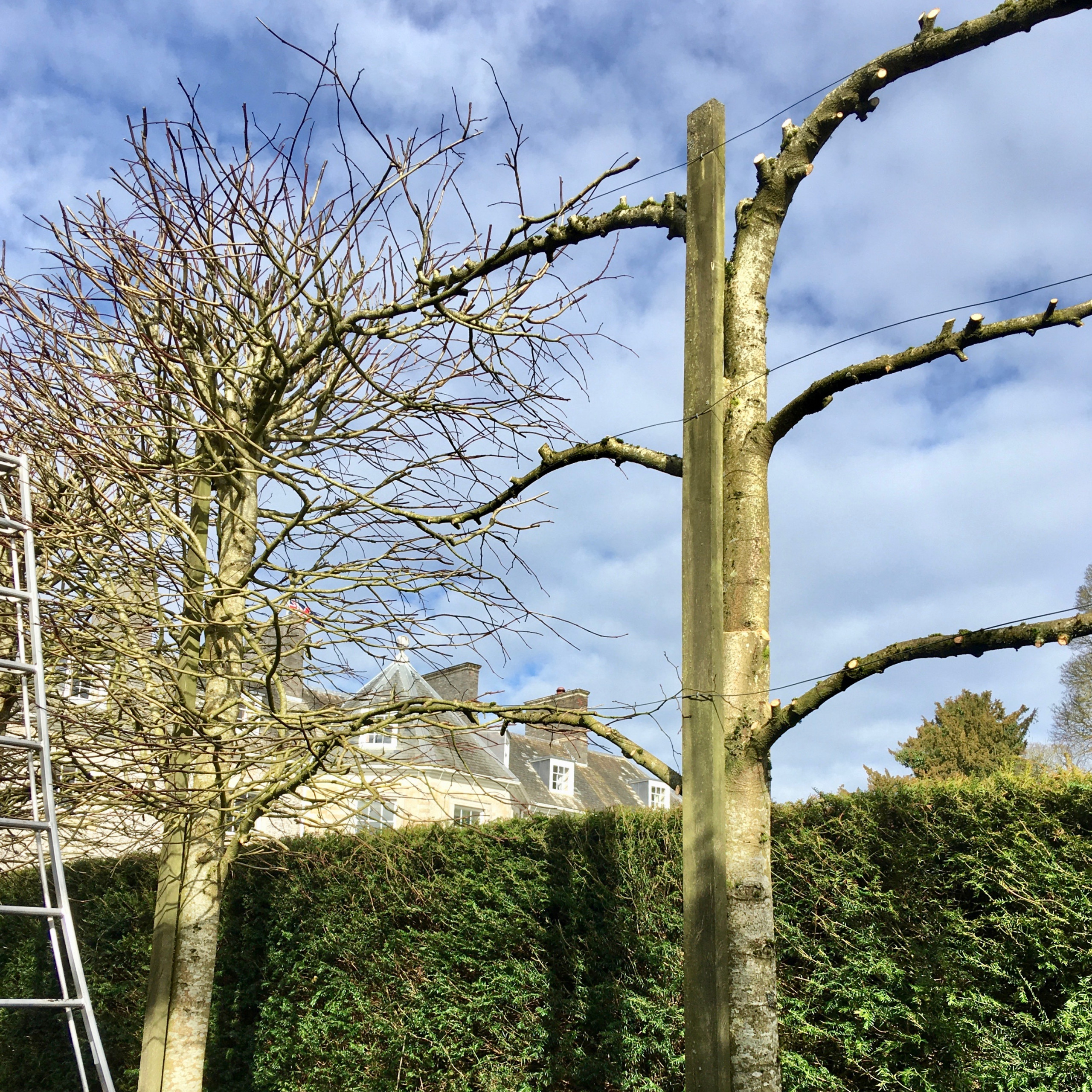 Arboriculture