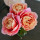 Last commented by Roses In Houston