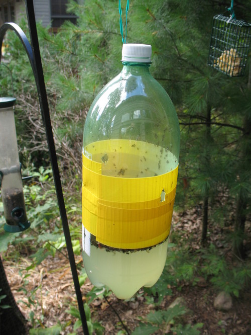 ants all over hummingbird feeder ants all over hummingbird feeder