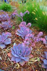 Great Design Plants: Stars of the Succulent Garden