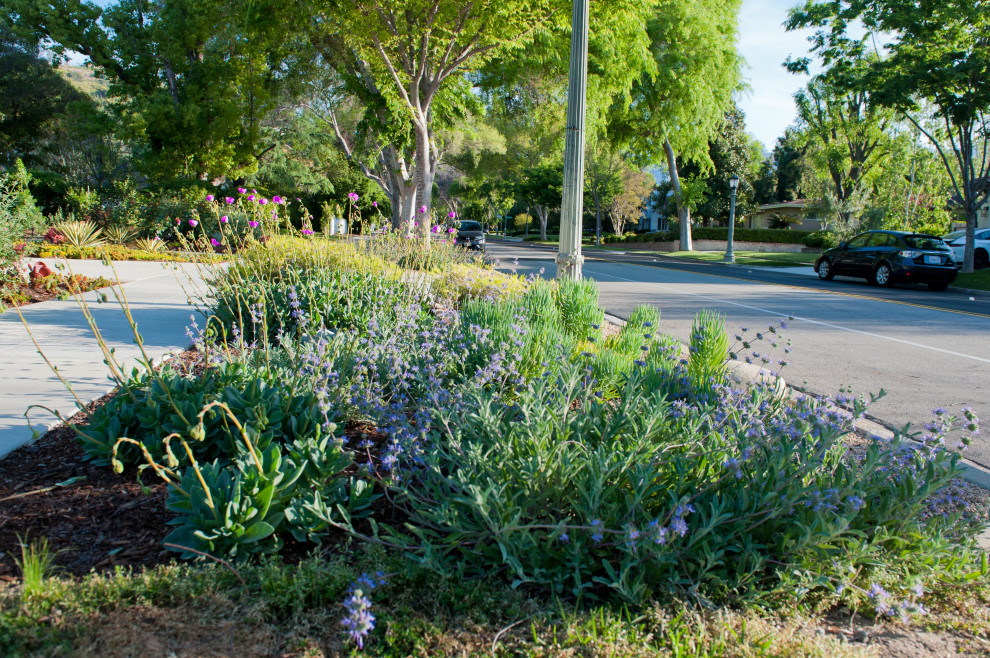 Großer Moderner Vorgarten im Frühling mit Blumenbeet, direkter Sonneneinstrahlung, Betonboden und Holzzaun in Los Angeles