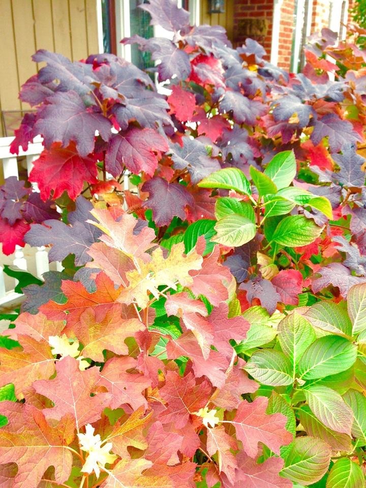 Getting your "Fall Color"