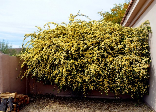 Great Design Plant: Rosa Banksiae a Low-Maintenance Beauty