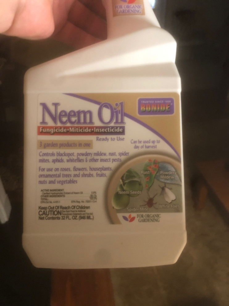 Scale bugs vs Neem Oil