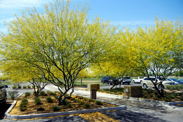 10 Essential Native Trees For, Common Landscaping Trees In Arizona