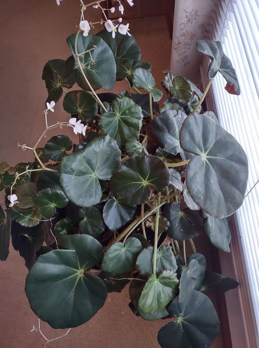 Is this some type of begonia?