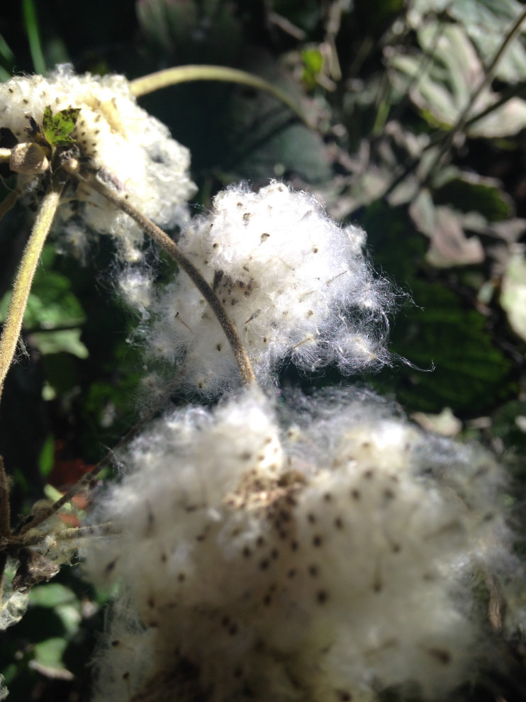 cotton seed dispersal