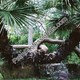 Palm Professionals Tropical Nursery