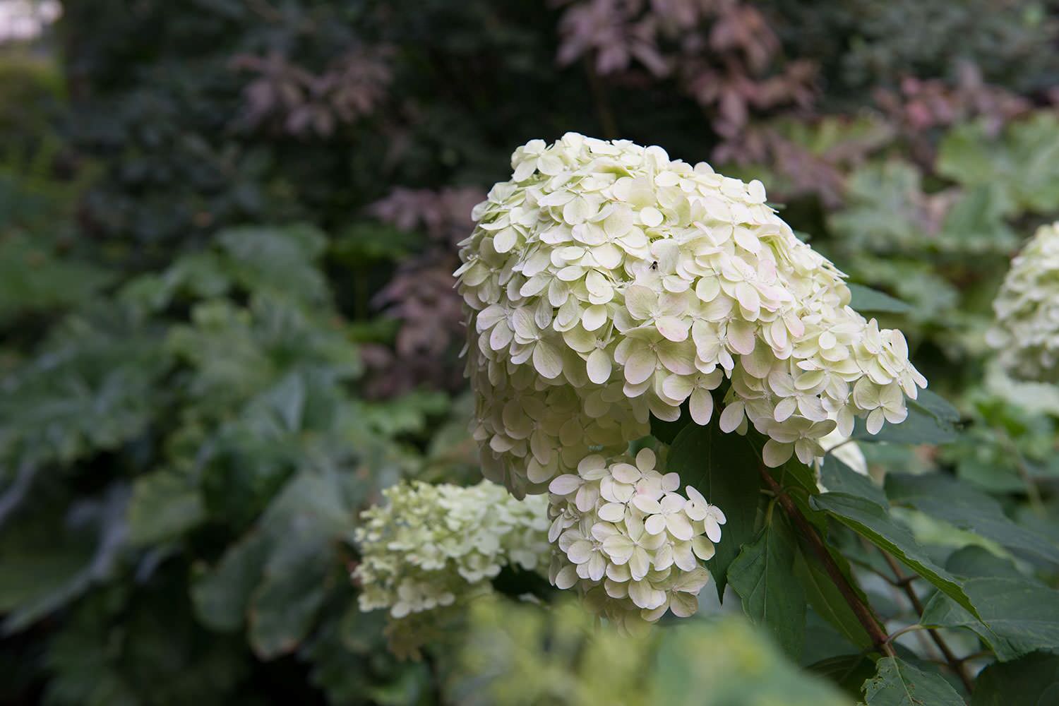 Сад с японским характером в КП Ландшафт