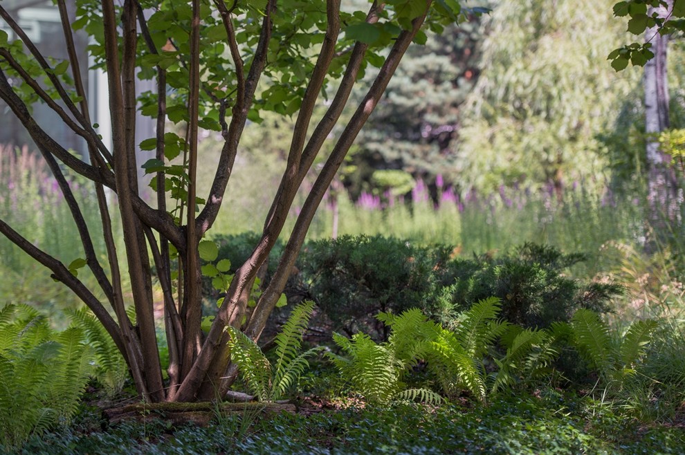 Лесная Рапсодия