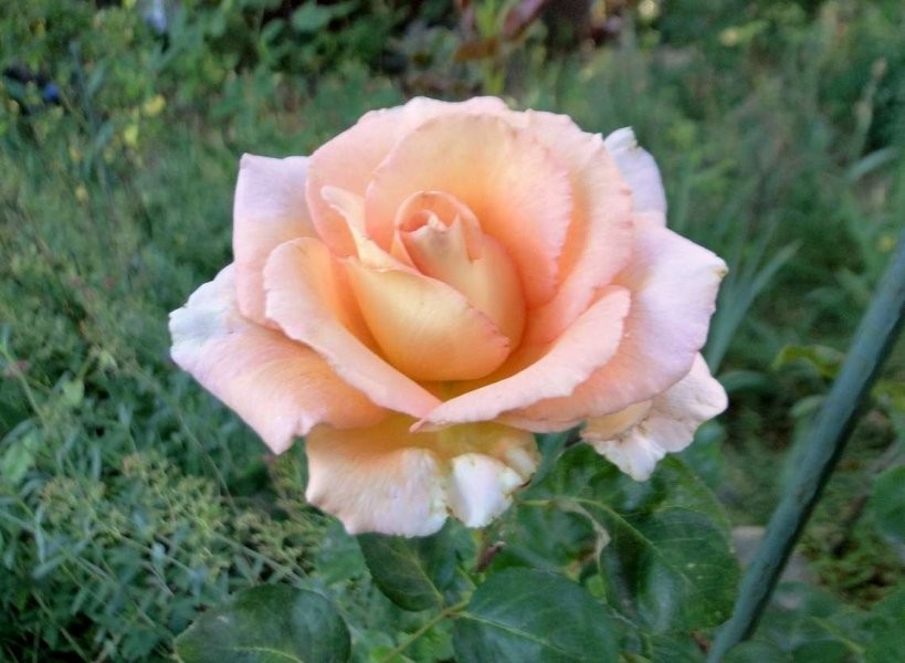 Skor Roses Roses